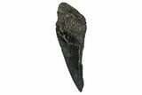 Partial Fossil Megalodon Tooth - South Carolina #374254-1